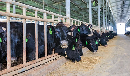 Aditivos para piensos animales