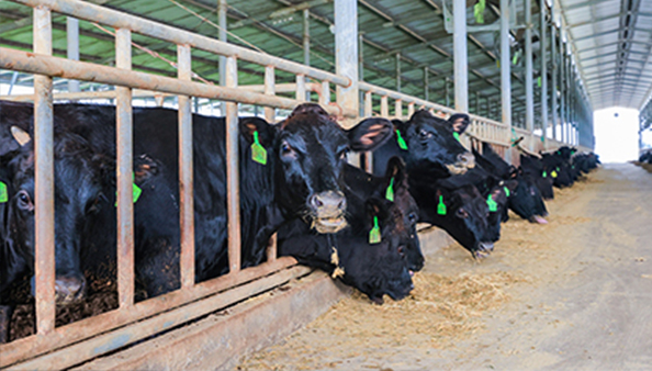 Aditivos para piensos animales